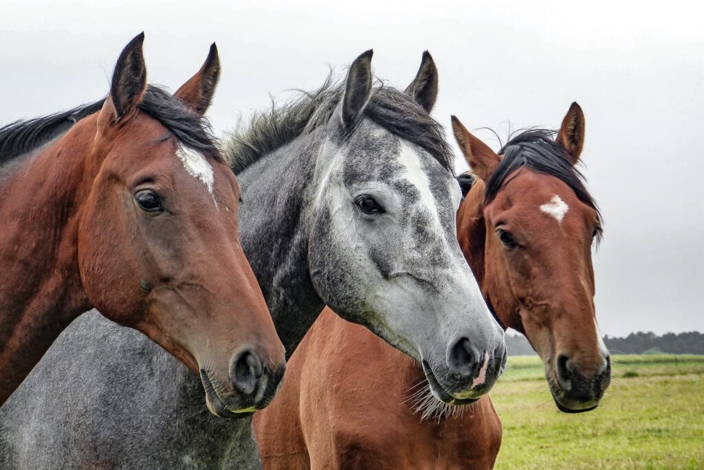 Caballos